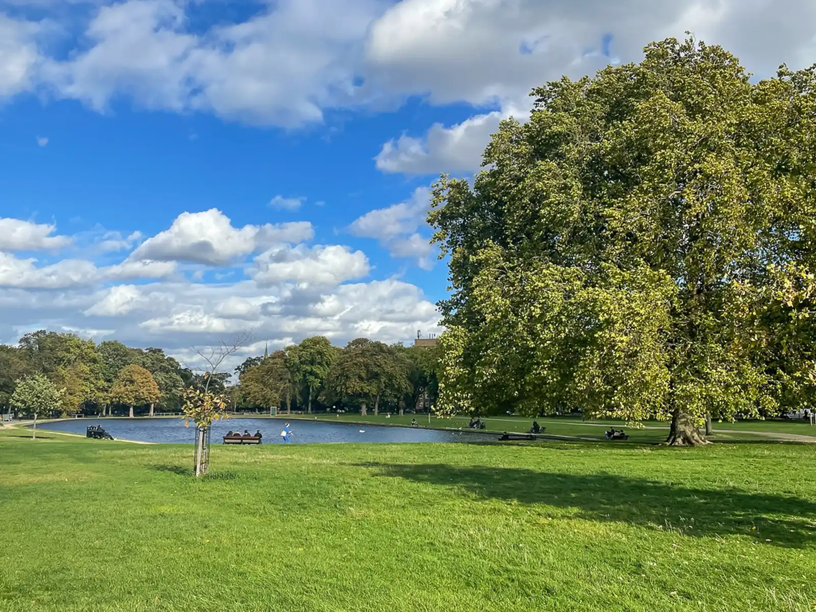 Open grassland and one of the ornamental ponds on Clapham Common, with a mature plane tree to the right and a church spire visible in the distance