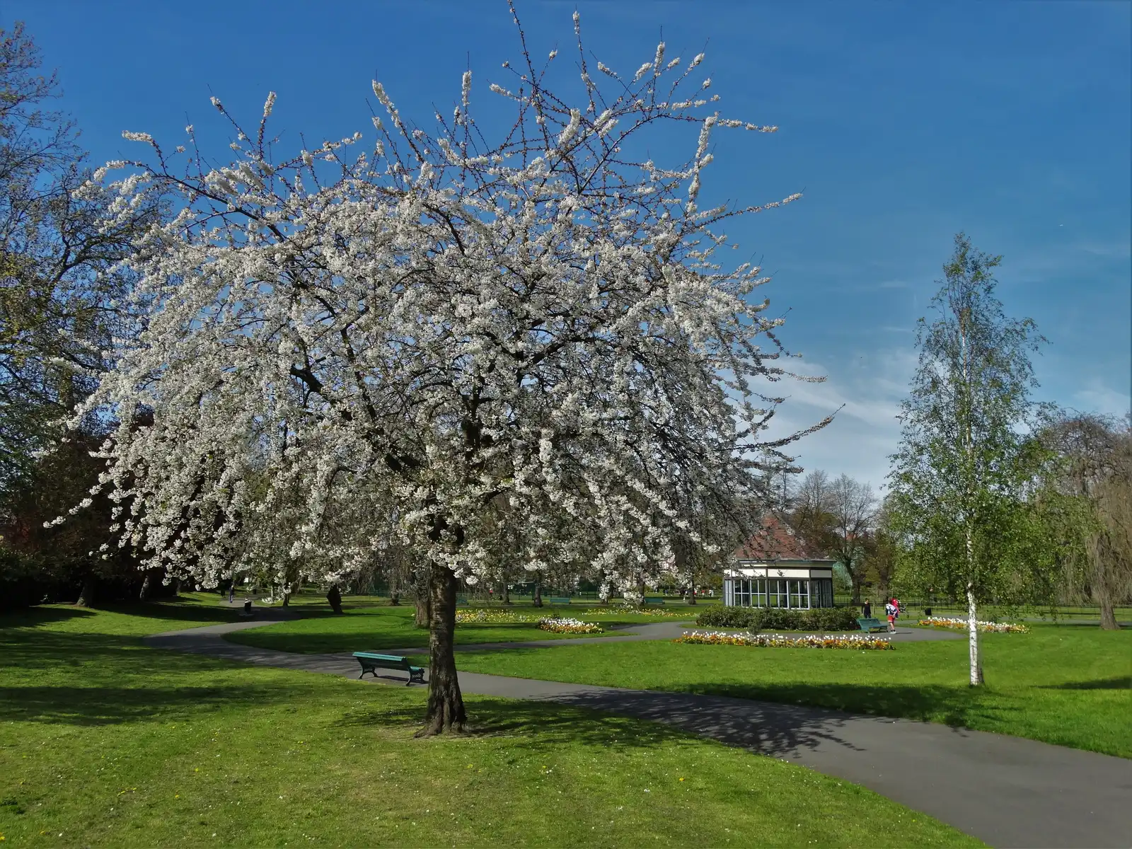 A large cherry tree in full white blossom on the main path through Myatt's Fields Park, with the pavilion and spring bedding visible in the background