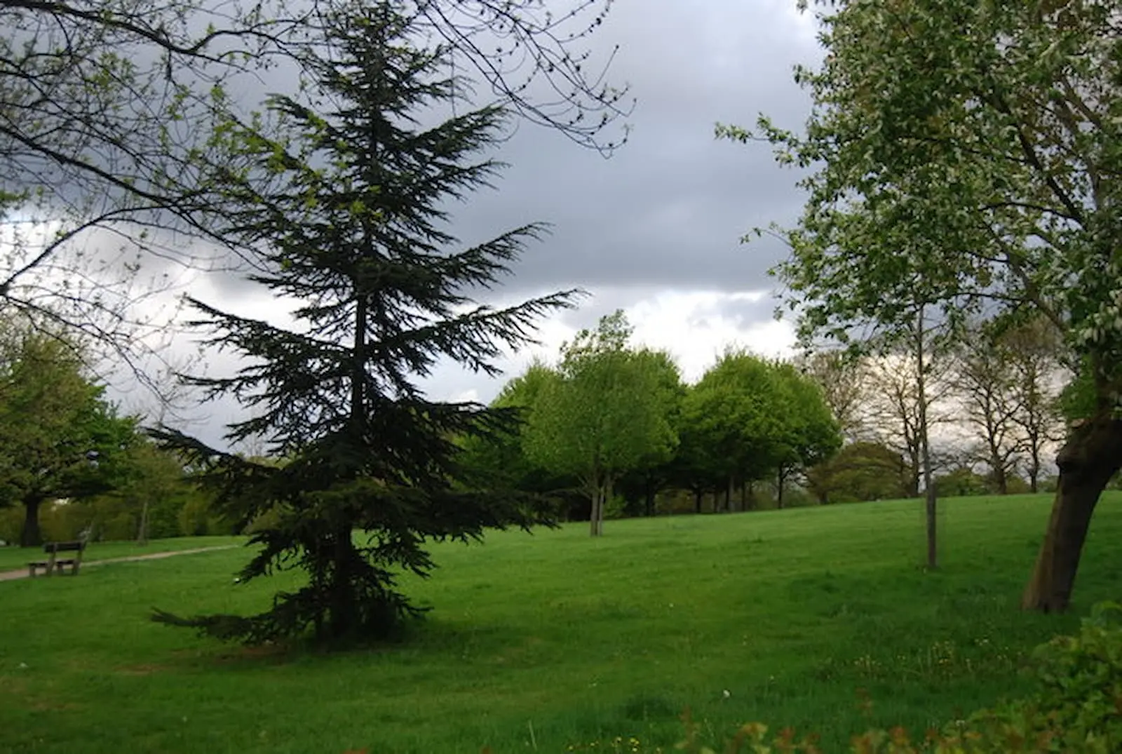 Open grassland and trees in Norwood Park, with a tall conifer in the foreground
