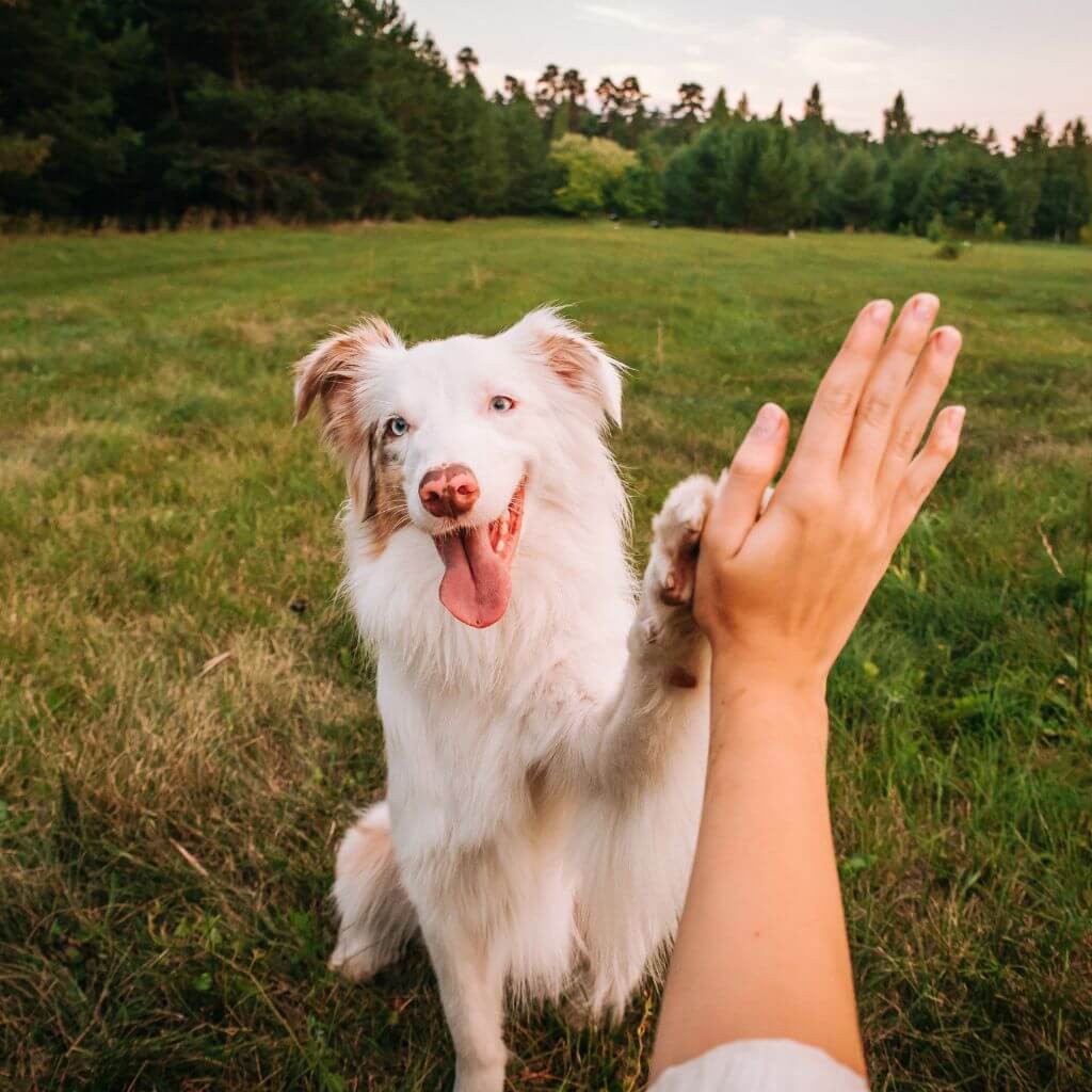 Happy dog with owner