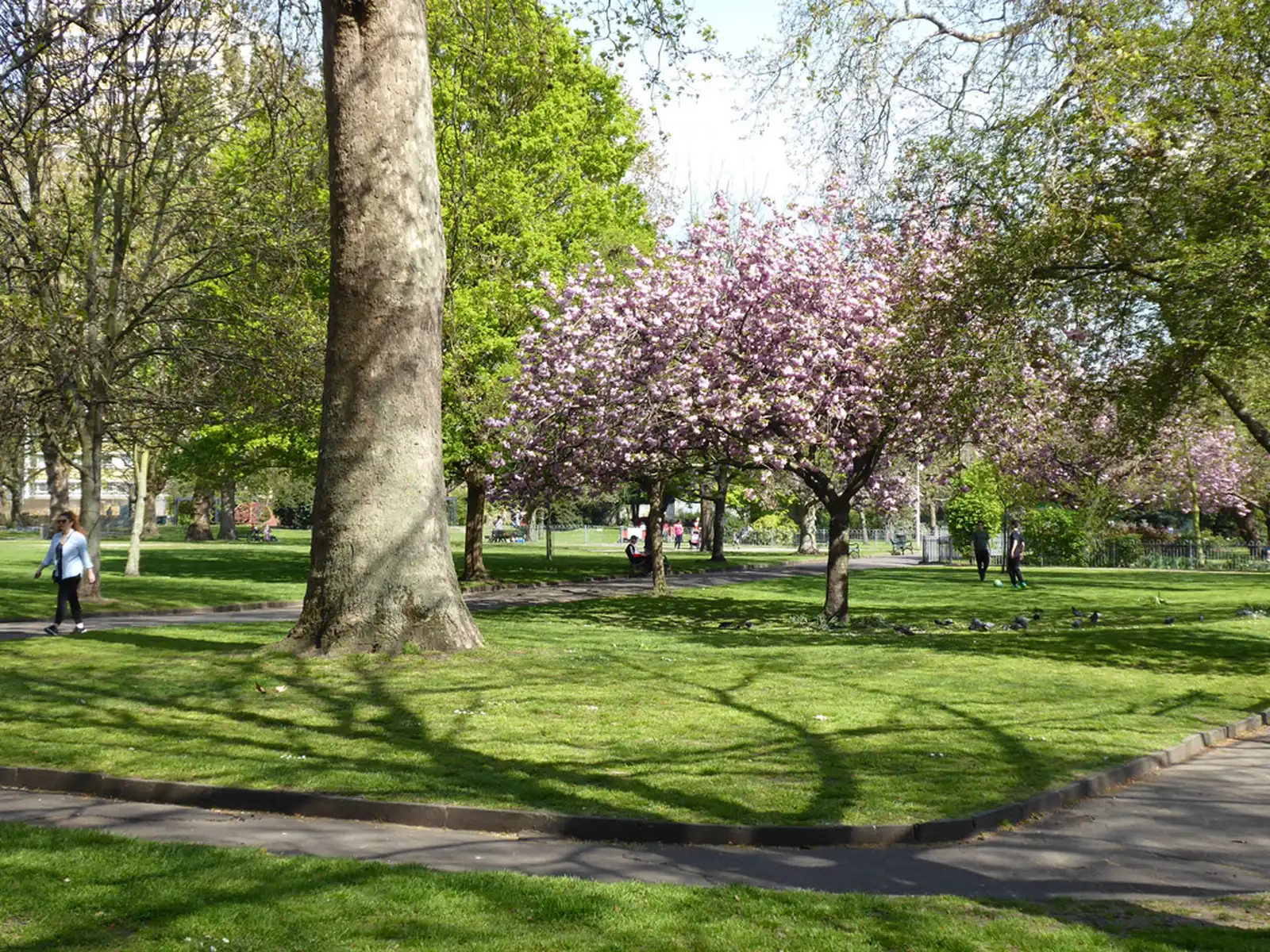 Cherry blossom and a mature plane tree on the main grass area of Vauxhall Park, with people walking and seated on the lawn in spring