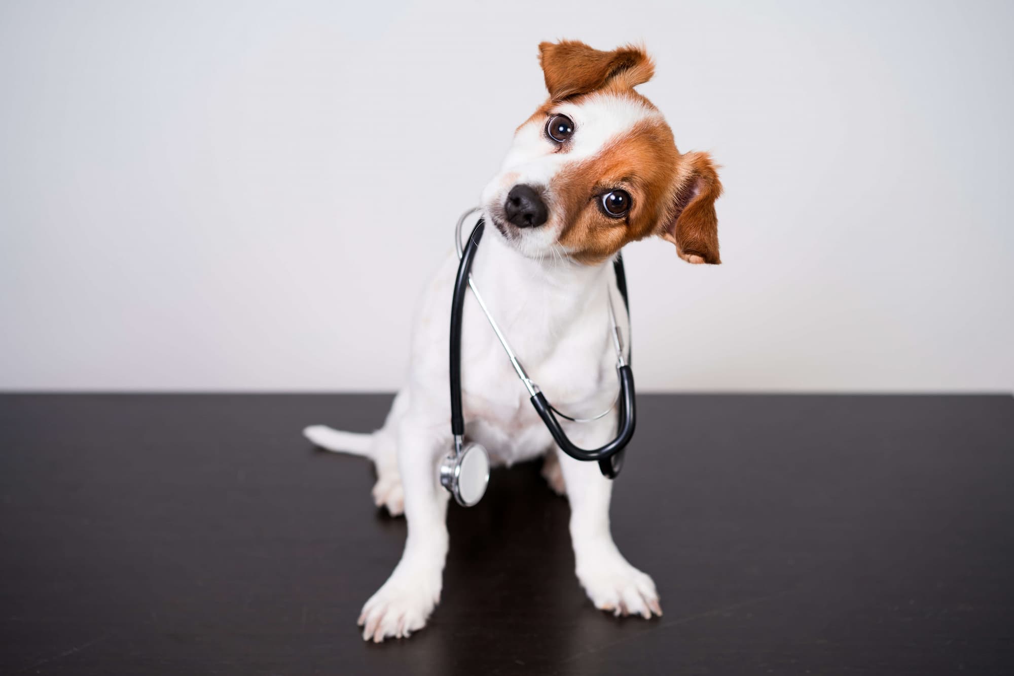 Veterinary care in London